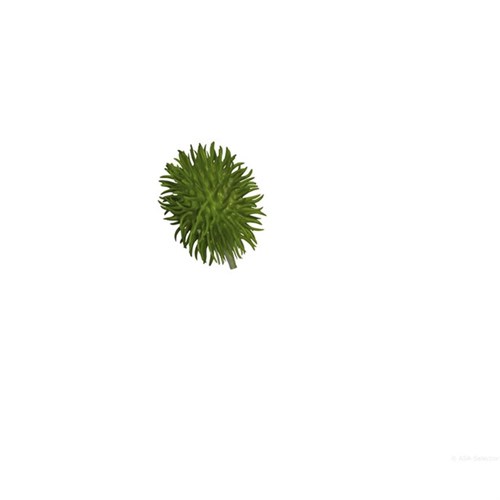 Deko-Stachelgurke, grün L.: 7 cm Produktbild 0 L